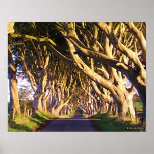 The Dark Hedges Print