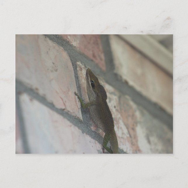 The Dark Lizard Postcard (Front)