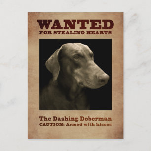 The Dashing Doberman Postcard