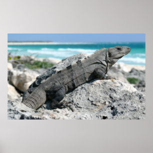 The Day Of The Iguana Poster