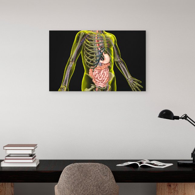 The Digestive System Canvas Print (Creator Uploaded)