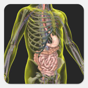 The Digestive System Square Sticker