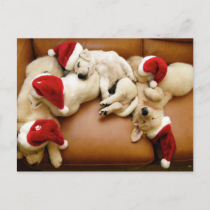 The dog days of Christmas Holiday Postcard