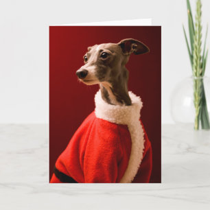 The dog wears Father Christmas's clothes Holiday Card