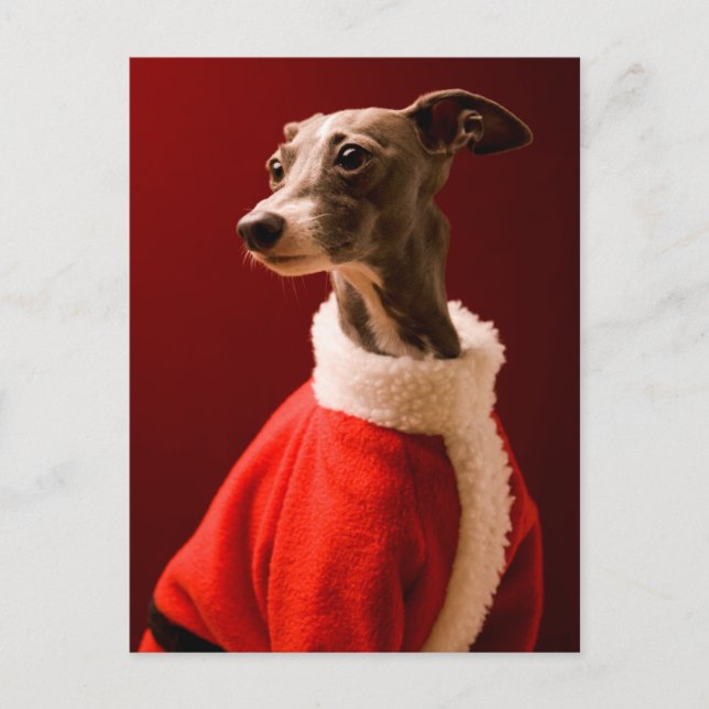 The dog wears Father Christmas's clothes Holiday Postcard (Front)