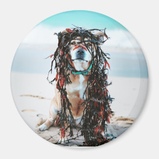 The dog with seaweed in her hair. Staffy on beach Magnet