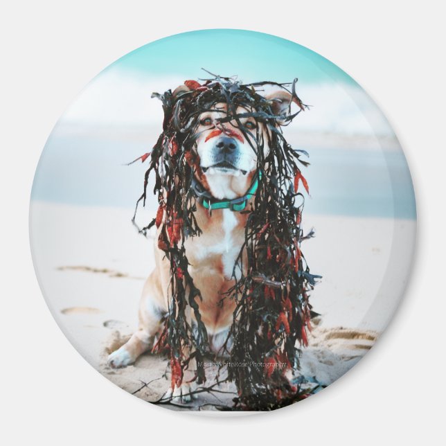 The dog with seaweed in her hair. Staffy on beach Magnet (Front)