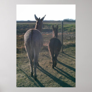 The Donkey Brothers Poster