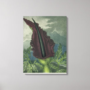 The Dragon Arum, engraved by Ward, from 'The Templ Canvas Print