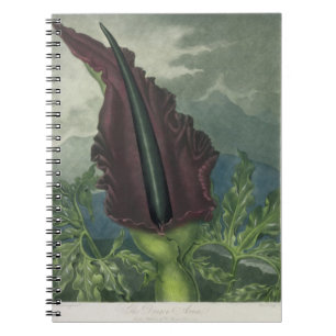 The Dragon Arum, engraved by Ward, from 'The Templ Notebook