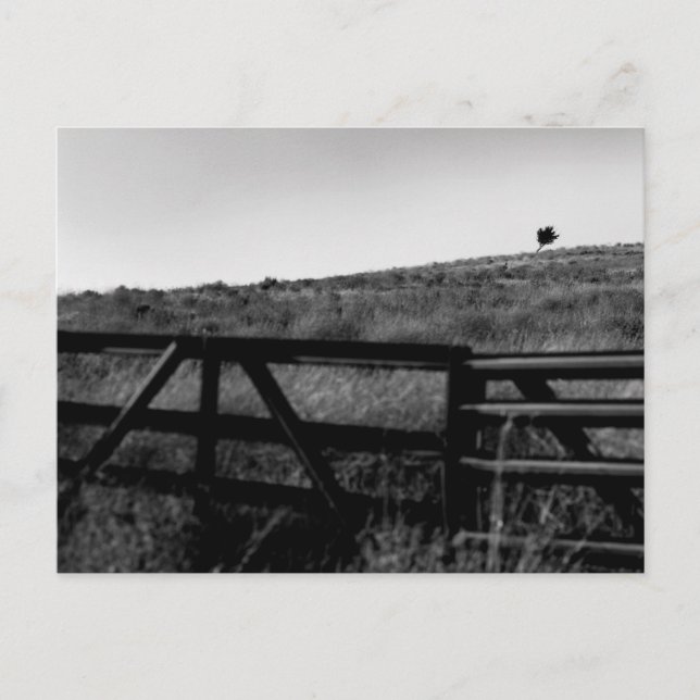 The Drama of a Lonely Tree Postcard (Front)