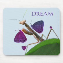 The Dreaming Mantis