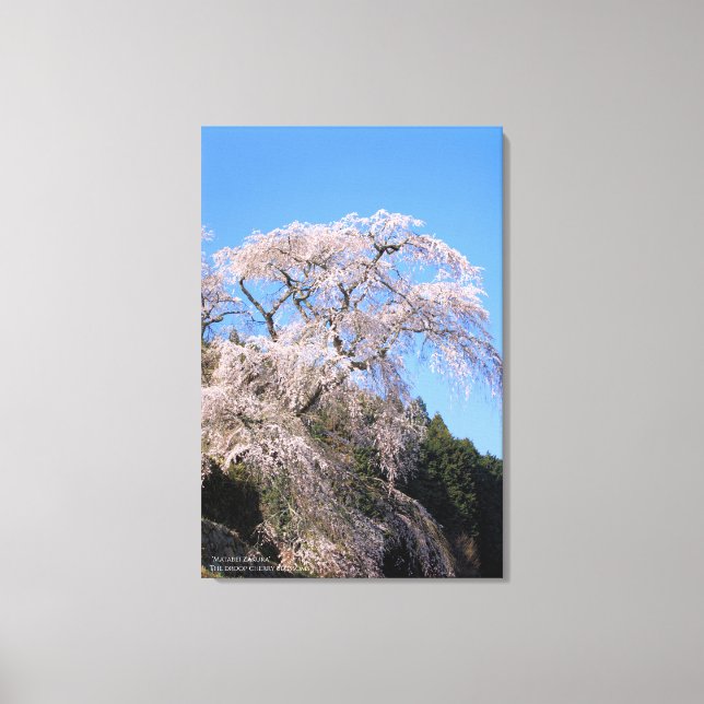 The droop cherry blossom "Matabei Zakura" Canvas Print (Front)