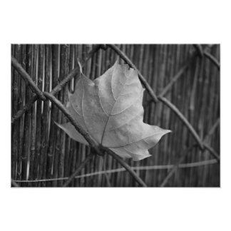 The Dry Maple Leaf - Photo Pront