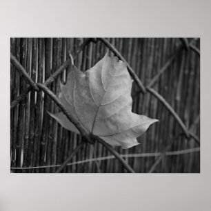 The Dry Maple Leaf - Poster