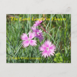 THE EARTH LAUGHS IN FLOWERS - DIANTHUS POSTCARD