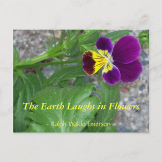 THE EARTH LAUGHS IN FLOWERS - VIOLA POSTCARD