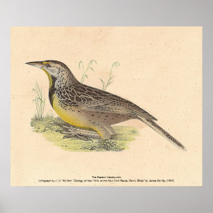 The Eastern Meadowlark (Sturnella magna) NY Birds Poster