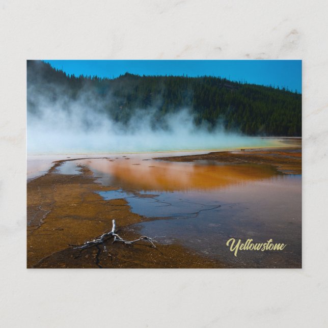 the edge of the Grand Prismatic Spring Yellowstone Postcard (Front)