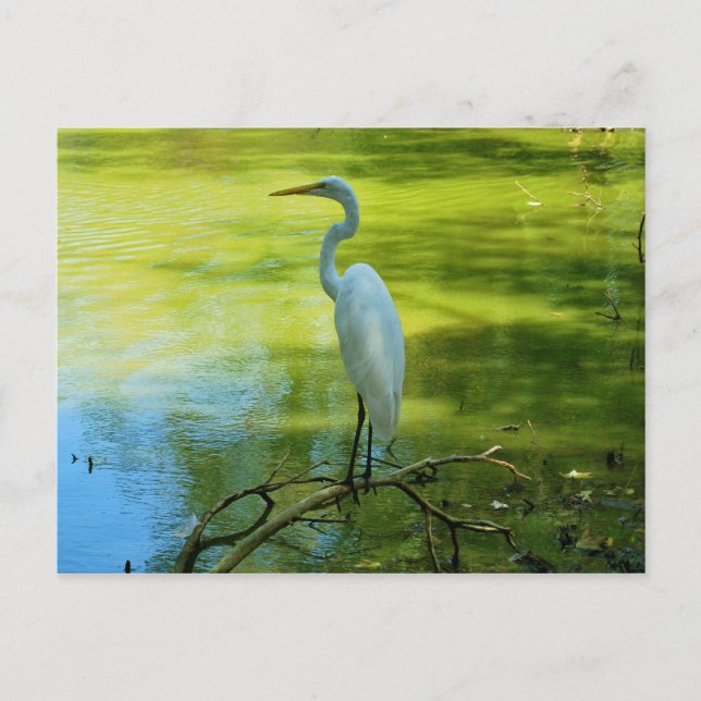 The Egret Postcard (Front)