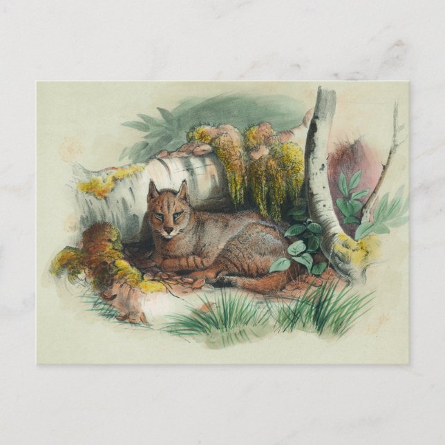 The Egyptian Cat by Joseph Wolf Postcard (Front)