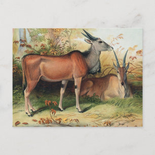 The Eland by Joseph Wolf Postcard