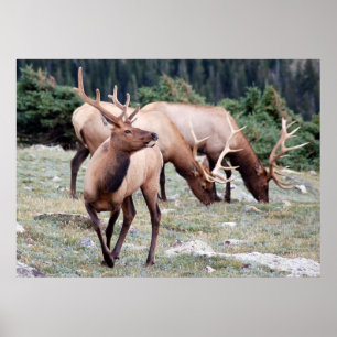 The Elks Club Poster