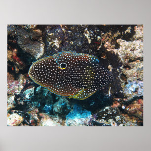 The Elusive Comet Poster