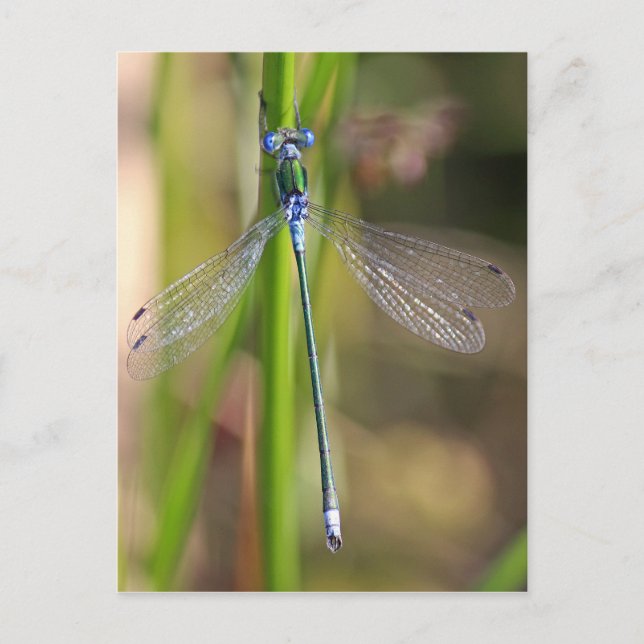 The Emerald Damselfly Postcard (Front)