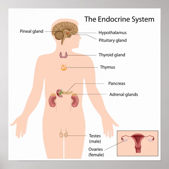 The endocrine system Poster (Front)