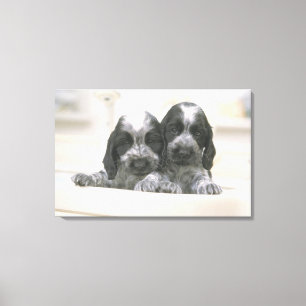 The English Cocker Spaniel is a breed of dog. It Canvas Print