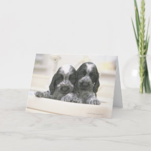 The English Cocker Spaniel is a breed of dog. It Card
