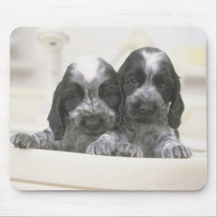 The English Cocker Spaniel is a breed of dog. It Mouse Pad