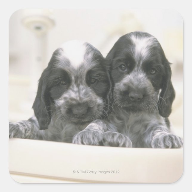 The English Cocker Spaniel is a breed of dog. It Square Sticker (Front)