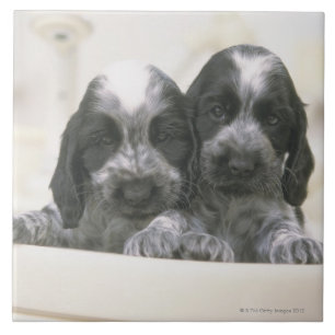 The English Cocker Spaniel is a breed of dog. It Tile