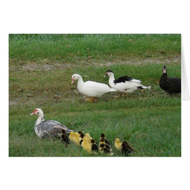 The Entire Family (Front Horizontal)