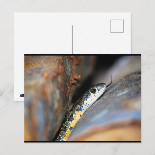 The Evasive Horseshoe Whip Snake Postcard