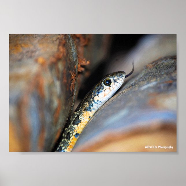 The Evasive Horseshoe Whip Snake Poster (Front)