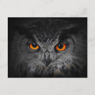 The Evil Eyes. ( Eagle Owl, Bubo Bubo) Postcard