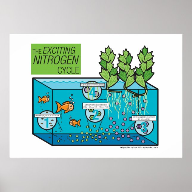 The Exciting Nitrogen Cycle Poster (Front)