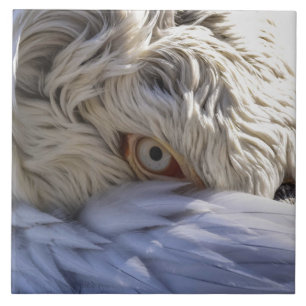 The Eye of a Pelican Tile