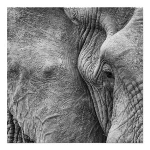 The eye of an elephant poster