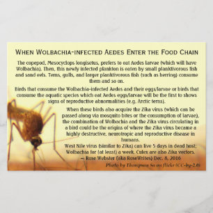 The Facts: Wolbachia-Infected Aedes by RoseWrites Flyer