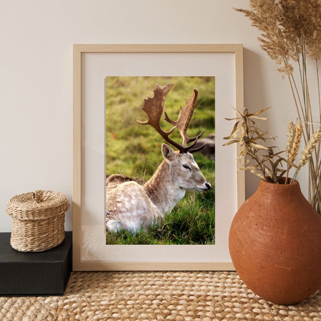 The Fallow Deer of the Glen Photo Print (Creator Uploaded)