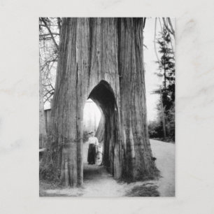 The Famous Bicycle Tree of Snohomish Postcard