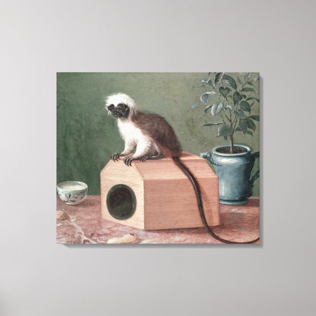The Favourite Monkey of Carl Linnaeus Canvas Print (Front)