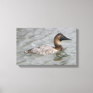 The Female Canvasback A Large Diving Duck Canvas Print