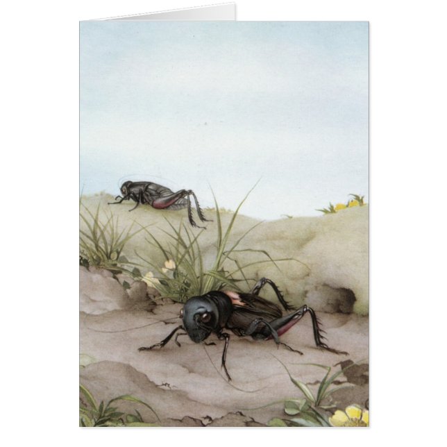 THE FIELD CRICKET (Front)