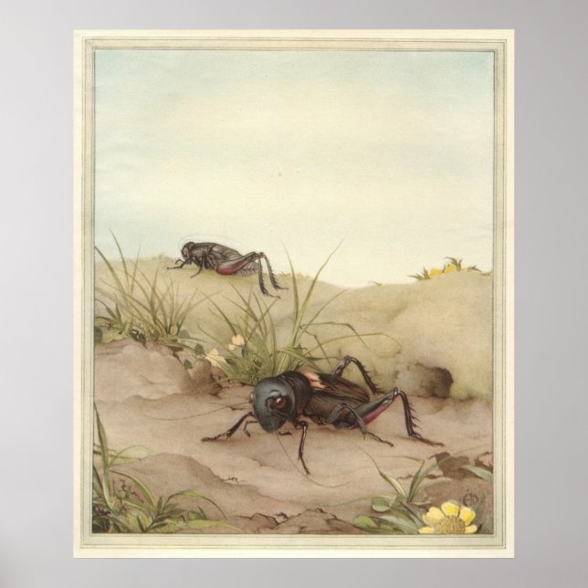 THE FIELD CRICKET - Insect Book Illustration Poster (Front)