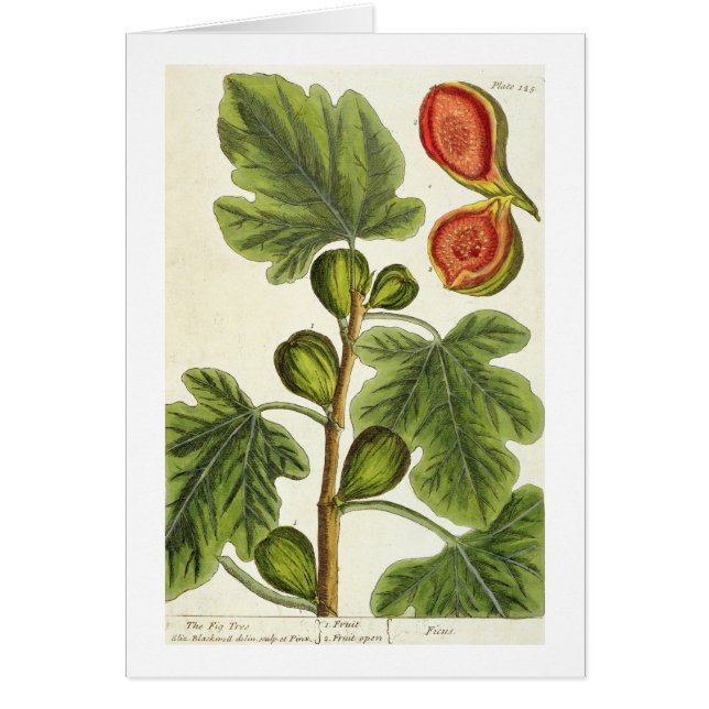 The Fig Tree, plate 125 from 'A Curious Herbal', p (Front)